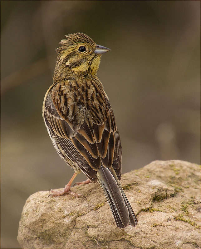 Femella de Gratapalles (Emberiza cirlus)