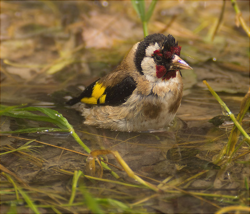 Cadernera (Carduelis carduelis)