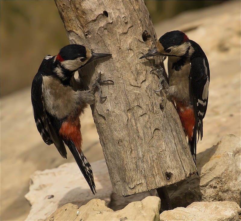 Tensió i desafiament entre mascles de Picot garser gros (Dendrocopos major)