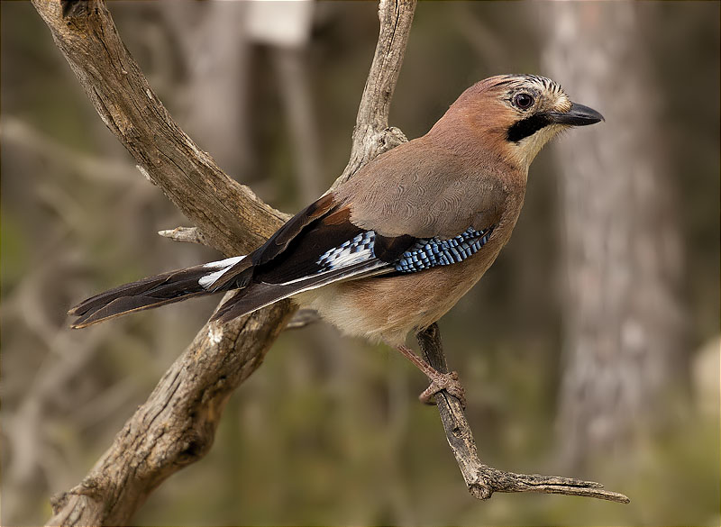 Gaig (Garrulus grandarius)