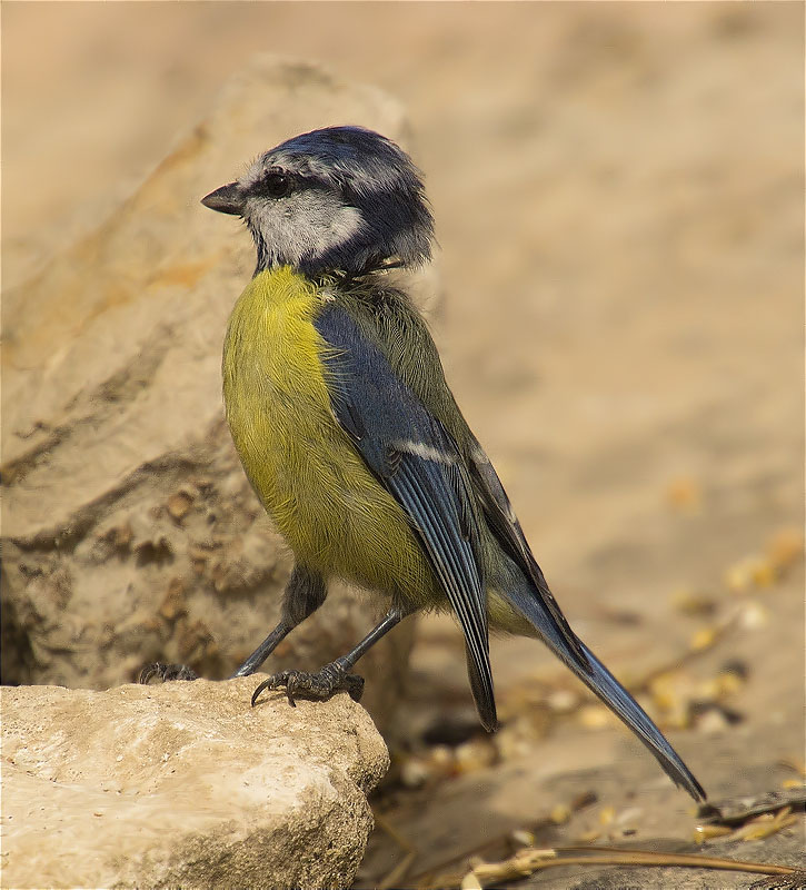 Mallerenga blava (Cyanistes caeruleus)