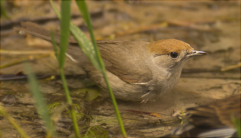 Femella de Tallarol de casquet (Sylvia atricapilla)