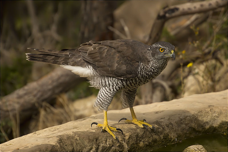 Femella d'Astor (Accipiter gentilis)