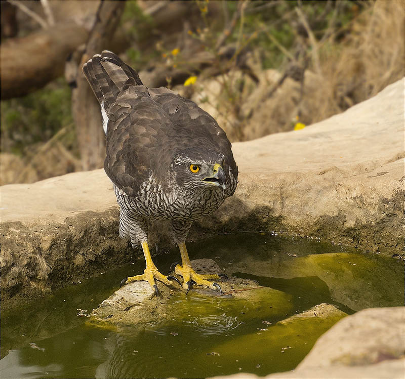 Femella d'Astor (Accipiter gentilis)