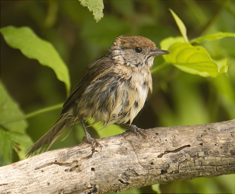 Femella de Tallarol de casquet (Sylvia atricapilla)