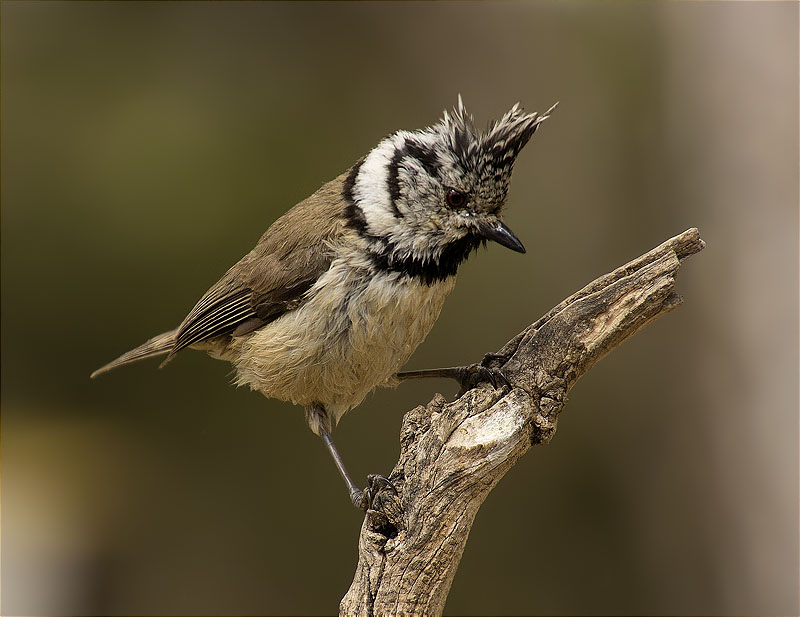 Mallerenga emplomallada (Parus cristatus)