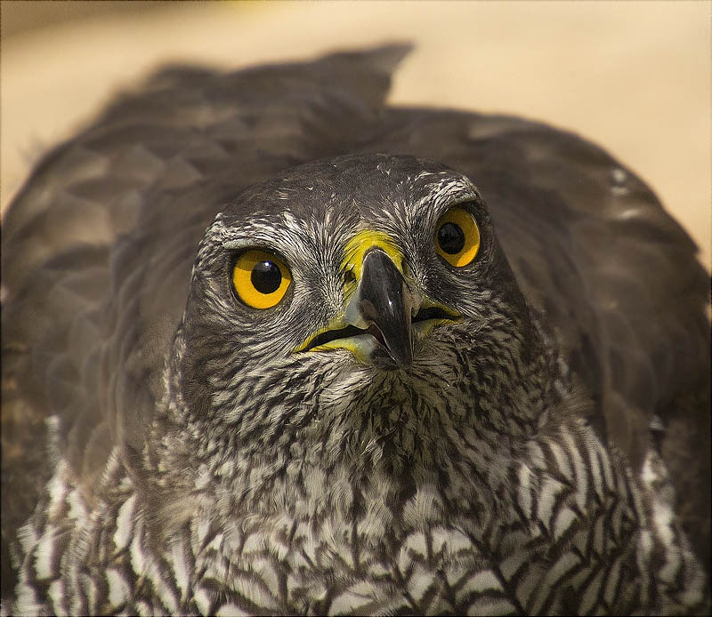 Femella d'Astor (Accipiter gentilis)