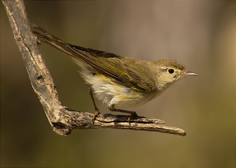 Mosquiter pàl·lid (Phylloscopus bonelli)