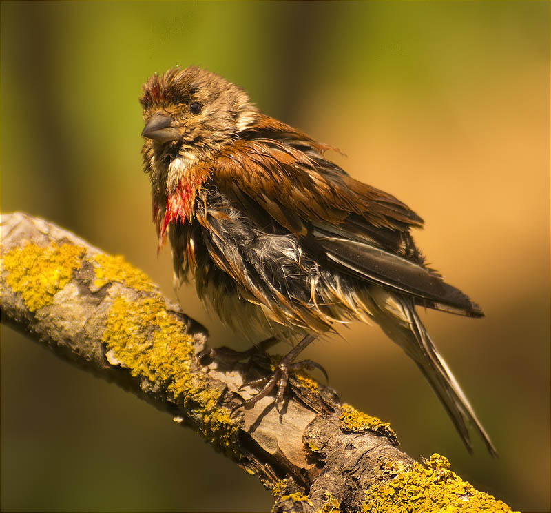 Mascle de Passerell (Carduelis cannabina)