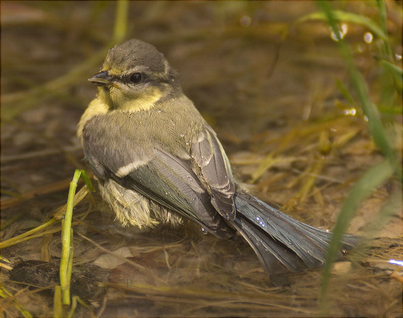 Jove de Mallerenga blava (Cyanistes caeruleus)