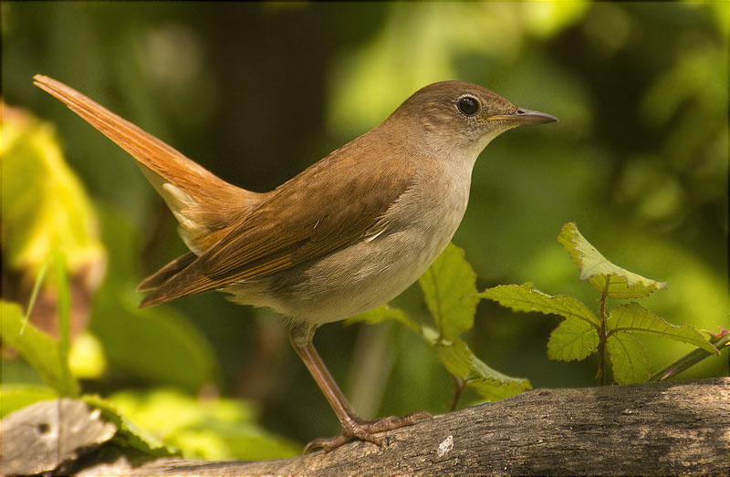 Rossinyol (Luscinia megarhynchos)