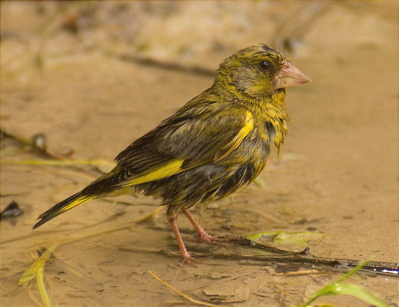 Mascle de Verdum (Carduelis chloris)