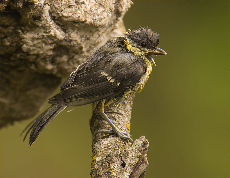 Jove de Mallerenga carbonera (Parus major)