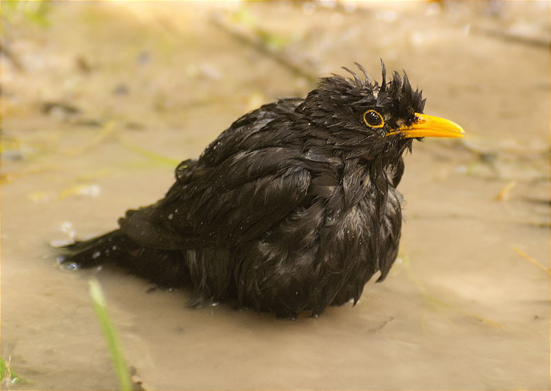 Mascle de Merla (Turdus, merula)