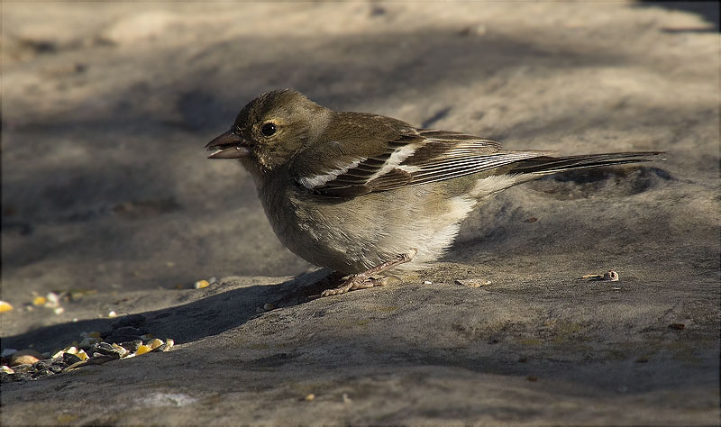 Jove de Pinsà comú (Fringilla coelebs)