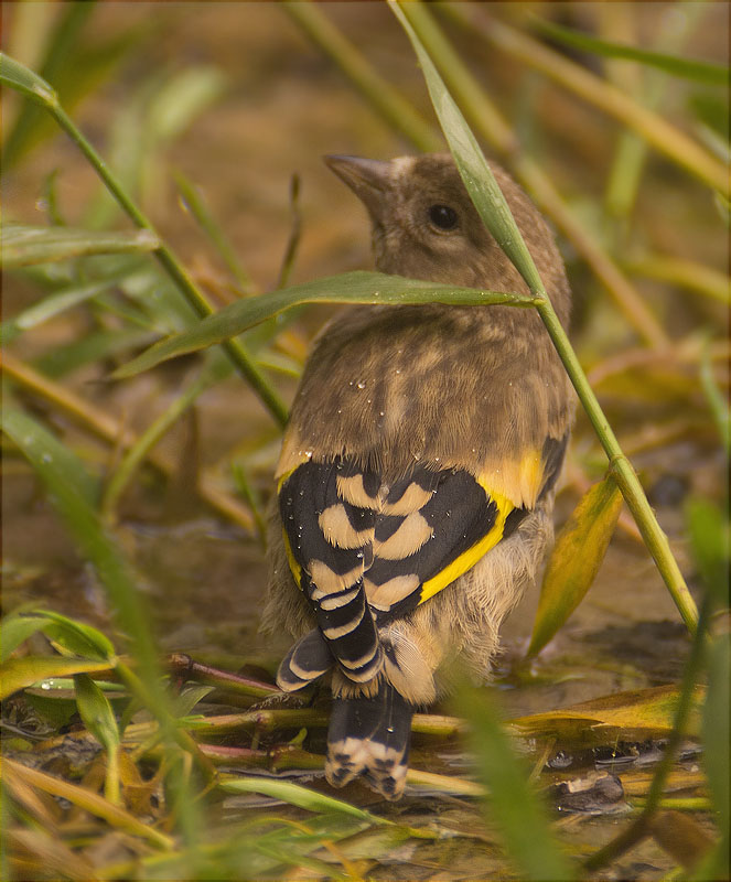 Jove de Cadernera (Carduelis carduelis)