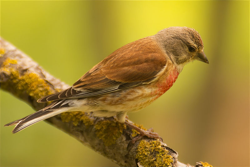 Mascle de Passerell (Carduelis cannabina)