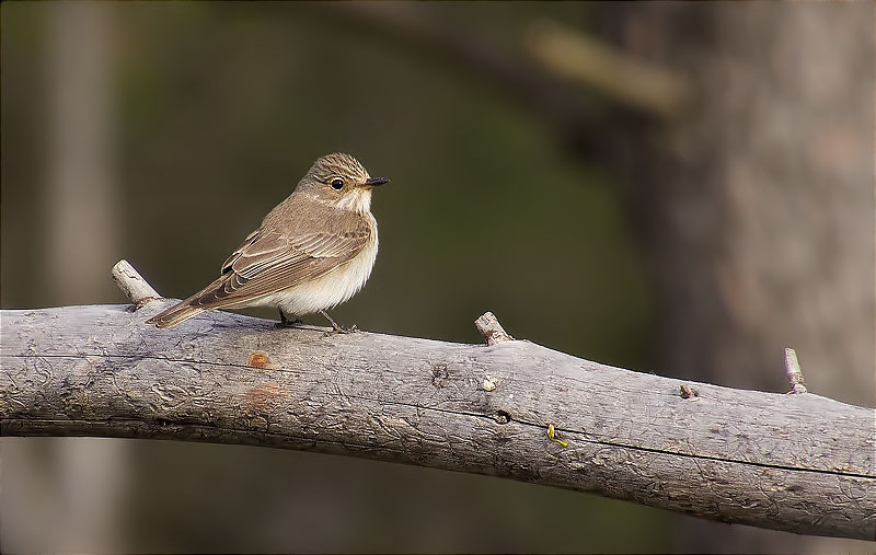 Papamosques gris (Muscicapa striata)