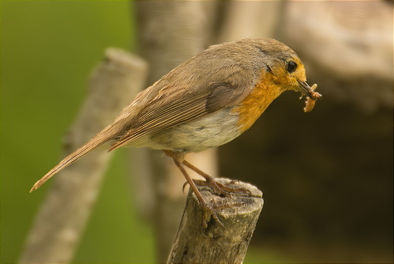 Pit roig (Erithacus rubecola) amb cuc al bec