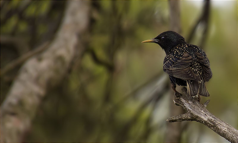 Estornell vulgar (Sturnus vulgaris)