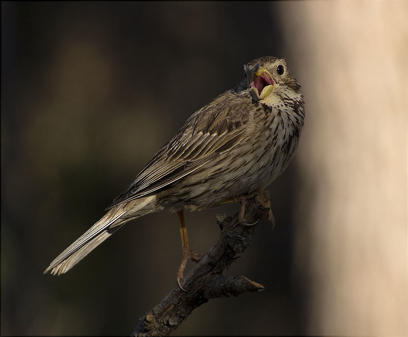 Cruixidell (Emberiza calandra)