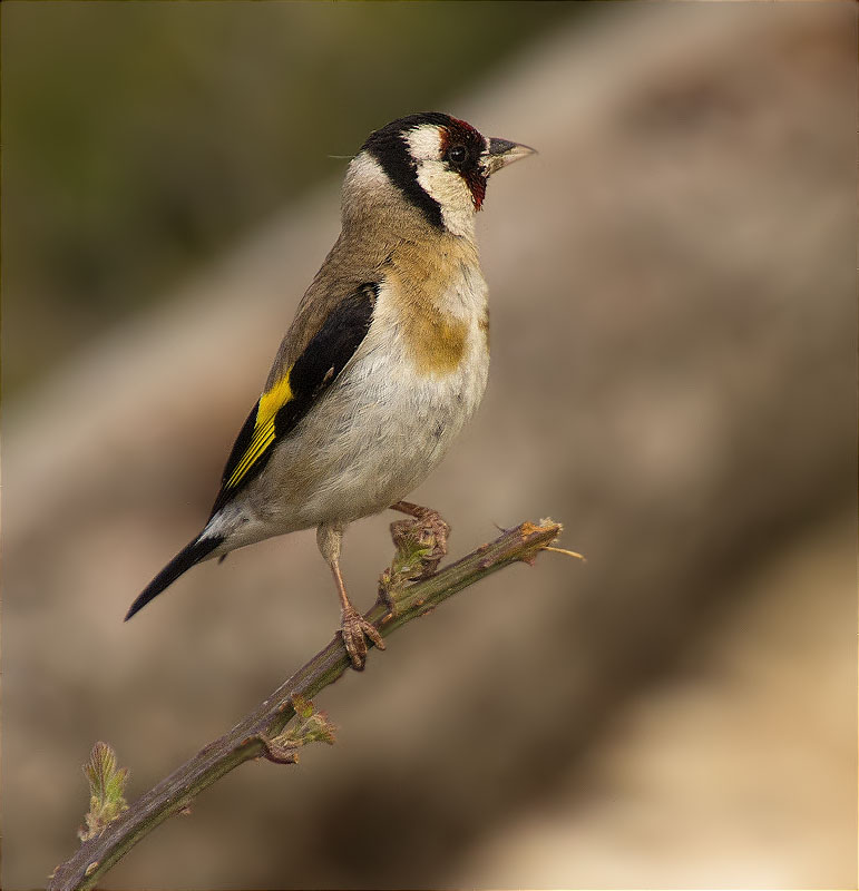 Cadernera (Carduelis carduelis)