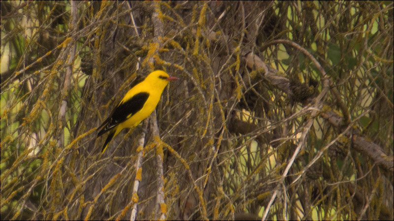 Mascle d'Oriol (Oriolus oriolus)