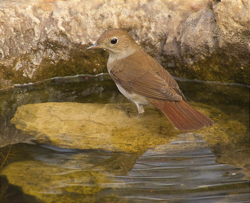 Rossinyol (Luscinia megarhynchos)