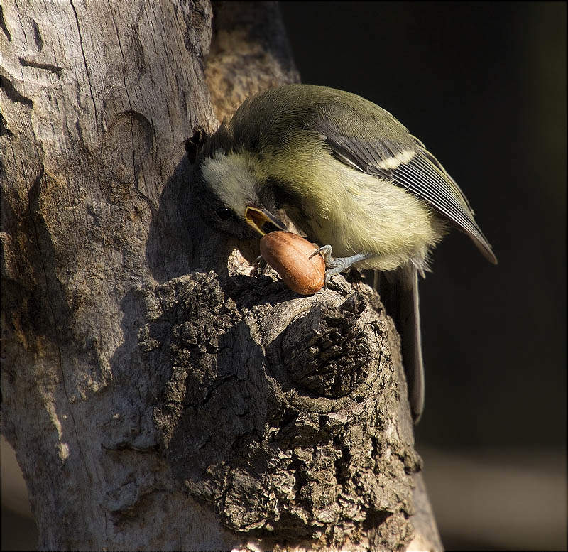 Jove de Mallerenga carbonera (Parus major)