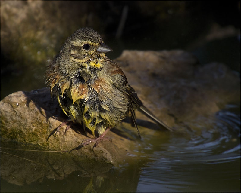 Femella de Gratapalles (Emberiza cirlus)