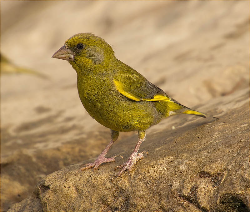 Mascle de Verdum (Carduelis chloris)