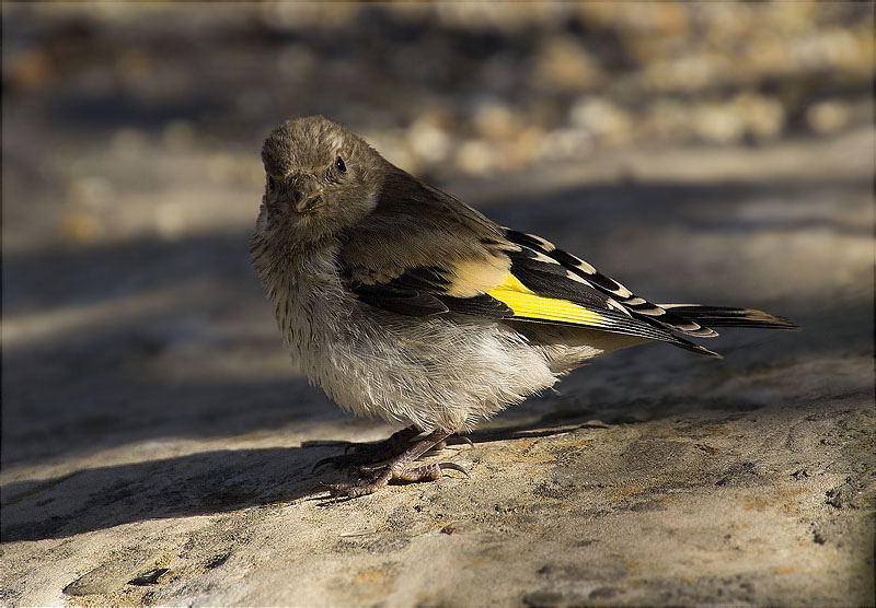 Jove de Cadernera (Carduelis carduelis)