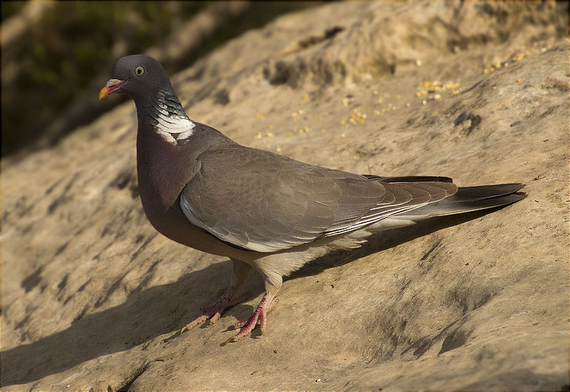 Tudó (Columba palumbus)