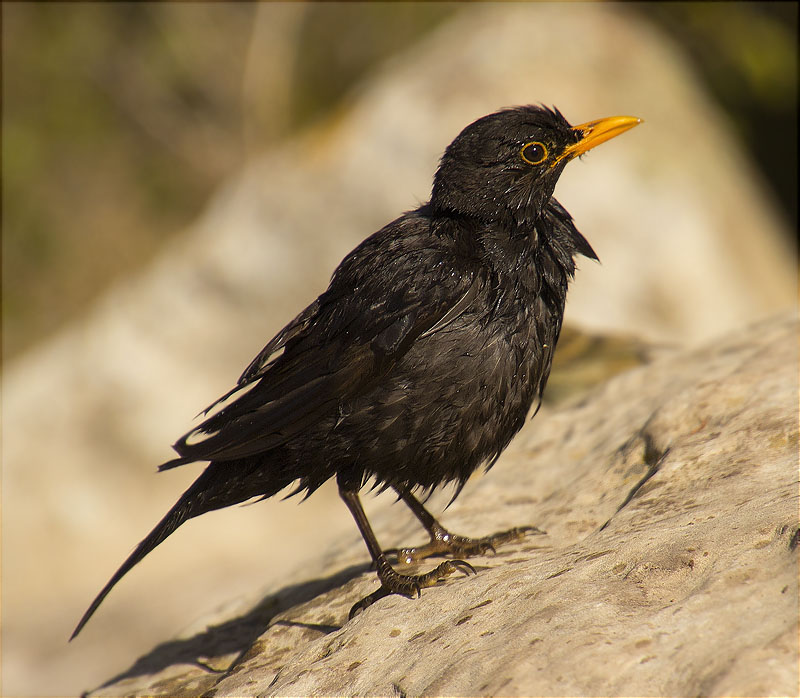 Mascle de Merla (Turdus merula)