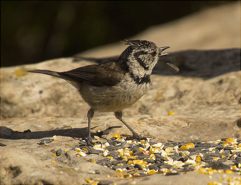 Mallerenga emplomallada (Parus cristatus)