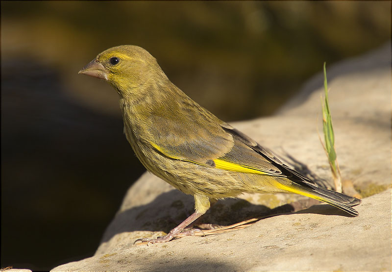 Femella de Verdum (Carduelis chloris)