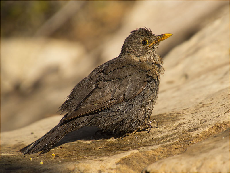 Femella de Merla (Turdus merula)