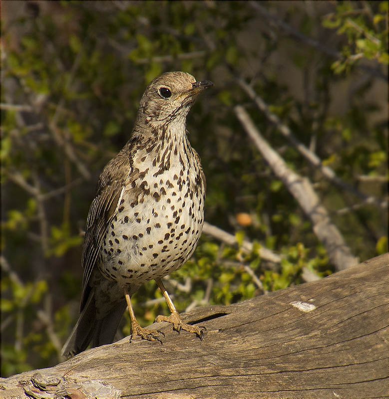 Griva (Turdus viscivorus)