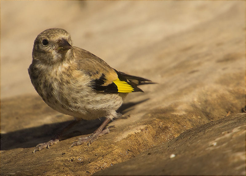 Jove de Cadernera (Carduelis carduelis)