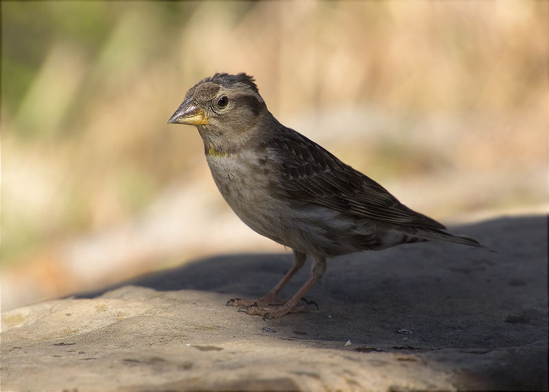 Pardal roquer (Petronia petronia)