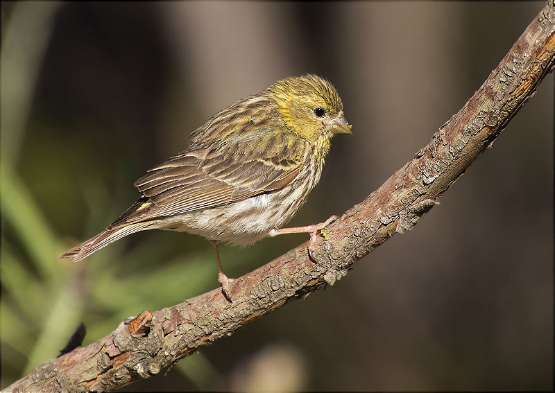 Gafarró (Serinus serinus)