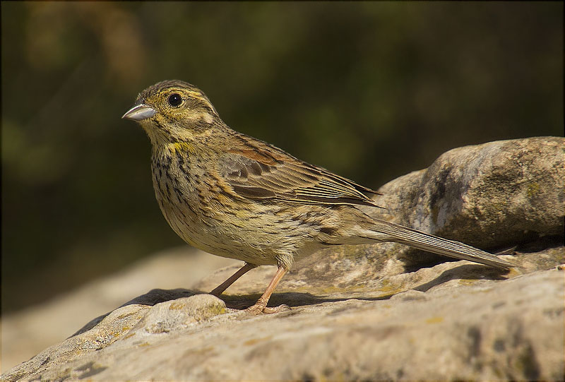 Femella de Gratapalles (Emberiza cirlus)