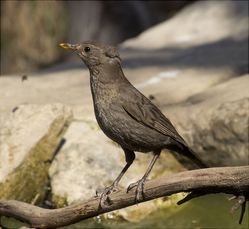 Femella de Merla (Turdus merula)