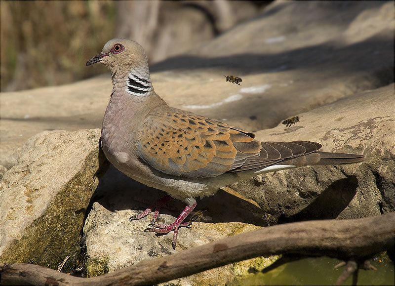 Tórtora (Streptopelia turtur)