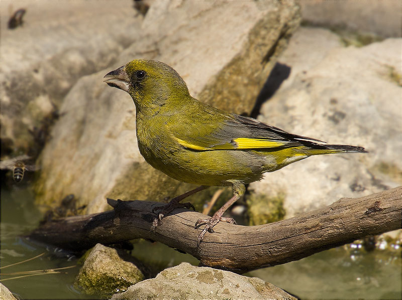 Mascle de Verdum (Carduelis chloris)