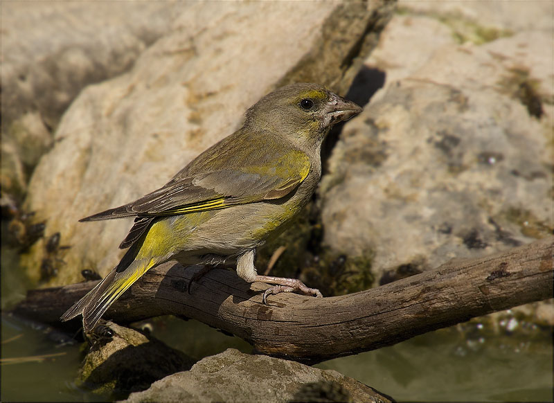 Femella de Verdum (Carduelis chloris)