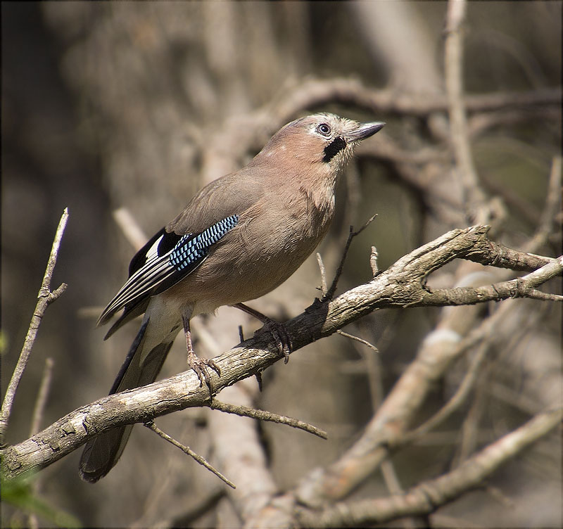 Gaig (Garrulus grandarius)