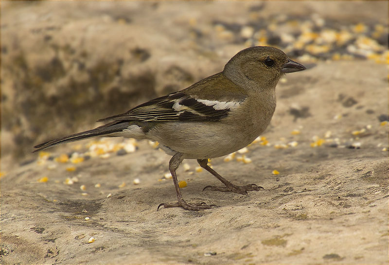 Femella de Pinsà comú (Fringilla coelebs)