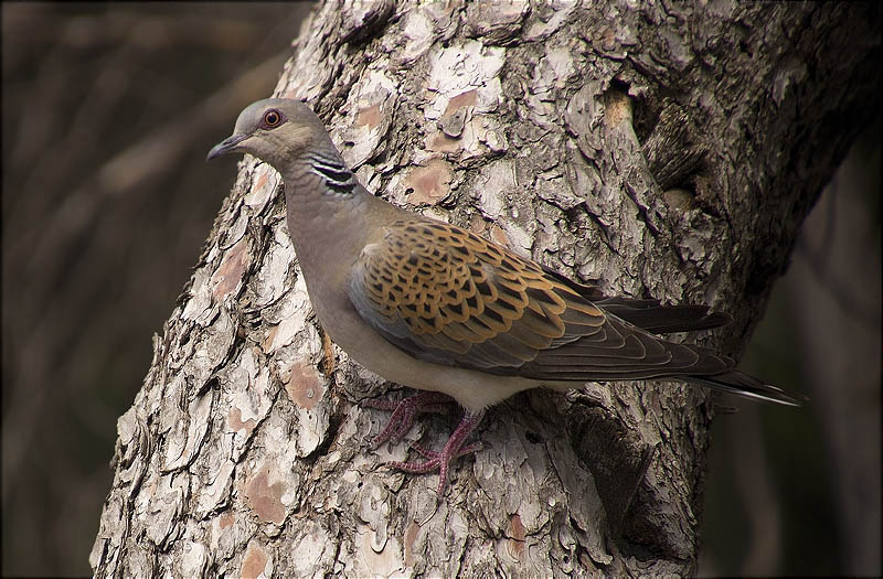 Tórtora (Streptopelia turtur)