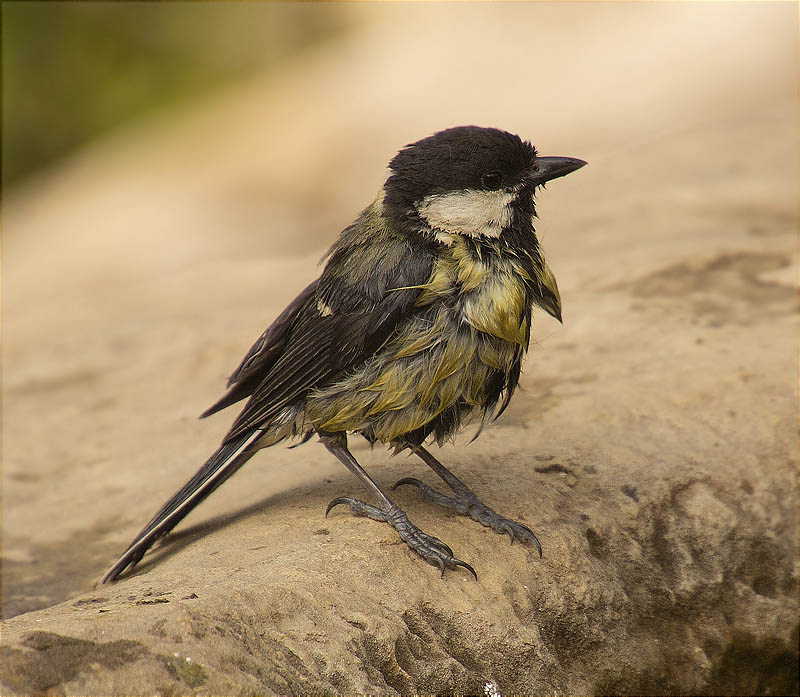 Mallerenga carbonera (Parus major)